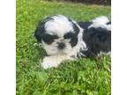 Shih Tzu Puppy for sale in Hillsville, VA, USA