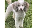 Mutt Puppy for sale in Ingleside, IL, USA