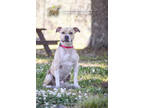 Adopt 73476a Hurdy-Gurdy a Tan/Yellow/Fawn American Staffordshire Terrier /