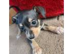 Chihuahua Puppy for sale in Stryker, OH, USA