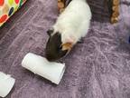 Adopt Cooper a Guinea Pig small animal in Vancouver, BC (41547621)