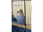 Adopt Sky a Budgie bird in Vancouver, BC (41548812)
