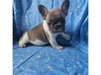 French Bulldog Puppy for sale in Stanley, VA, USA