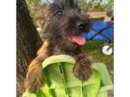 Cairn Terrier Puppy for sale in Mobile, AL, USA