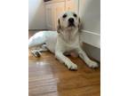 Adopt Sonny a Labrador Retriever / Mixed dog in greenville, SC (41543271)