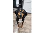 Adopt Memphis a Beagle / Mixed dog in greenville, SC (41548763)