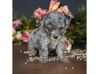 Poodle (Toy) Puppy for sale in Chatom, AL, USA