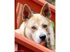 Adopt Justin Thyme a Tan/Yellow/Fawn Akita / Mixed dog in Roswell, GA (41547736)