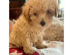 Maltipoo Puppy for sale in Jacksonville, AL, USA
