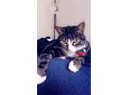 Adopt Eva a Gray, Blue or Silver Tabby Tabby / Mixed (short coat) cat in