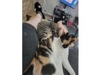 Adopt Jack a Calico or Dilute Calico Domestic Shorthair / Mixed (short coat) cat