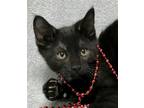 Adopt Zuri a Black & White or Tuxedo Domestic Shorthair / Mixed (short coat) cat