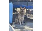Adopt Bruno a Tan/Yellow/Fawn German Shepherd Dog / Mixed dog in Bakersfield