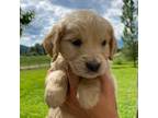 Golden Retriever Puppy for sale in Colville, WA, USA
