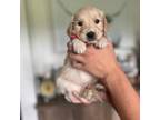 Golden Retriever Puppy for sale in Colville, WA, USA