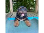 Mutt Puppy for sale in Dudley, MA, USA