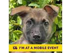 Adopt River Dog a German Shepherd Dog / Mixed dog in Walnut Creek, CA (41493548)