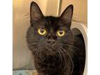 Adopt Mykonos a Domestic Shorthair / Mixed cat in Walnut Creek, CA (41548746)