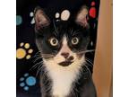 Adopt Milos a Domestic Shorthair / Mixed cat in Walnut Creek, CA (41505160)