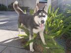 Adopt LOKI a Black - with White Mixed Breed (Medium) / Mixed dog in Van Nuys