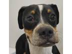 Adopt Polly a Boxer / Mixed dog in Des Moines, IA (41547178)