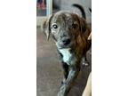 Adopt Twister a Labrador Retriever / Mixed dog in Norman, OK (41548412)