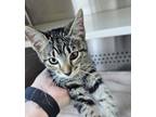 Adopt a Domestic Shorthair / Mixed cat in Norman, OK (41548410)