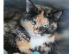 Adopt Berry a Tortoiseshell Domestic Shorthair / Mixed (short coat) cat in