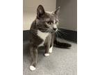 Adopt Milo a Domestic Shorthair / Mixed cat in Sheboygan, WI (41548753)