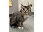 Adopt Runts a Domestic Shorthair / Mixed cat in Sheboygan, WI (41548752)