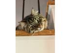 Adopt B a Brown Tabby Siberian / Mixed (long coat) cat in Jbab, DC (41548751)