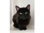 Adopt Meek a Domestic Shorthair / Mixed (short coat) cat in Sewell