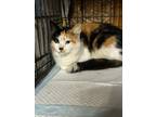 Adopt Stella a Domestic Mediumhair / Mixed (short coat) cat in Sewell