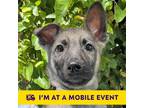Adopt Rockhound a German Shepherd Dog / Mixed dog in Walnut Creek, CA (41493549)