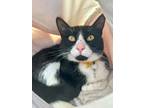 Adopt Marcel a Domestic Shorthair / Mixed cat in Atascadero, CA (41492288)