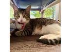 Adopt Vivian a Domestic Shorthair / Mixed cat in Atascadero, CA (41548406)