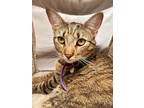 Adopt Kitkat a Domestic Shorthair / Mixed cat in Atascadero, CA (41548405)