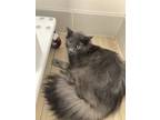 Adopt Smoke a Domestic Longhair / Mixed cat in San Luis Obispo, CA (41548403)