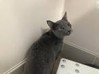 Adopt Cinder a Domestic Shorthair / Mixed cat in San Luis Obispo, CA (41548402)