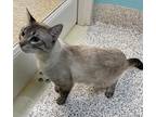 Adopt Simba a Domestic Shorthair / Mixed cat in Fresno, CA (41548401)