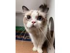 Adopt Matzo a Ragdoll / Mixed cat in San Gabriel, CA (41548396)
