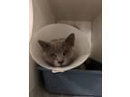 Adopt Rye a Domestic Shorthair / Mixed cat in San Gabriel, CA (41548393)