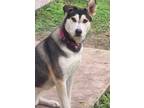 Adopt Clementine a Black - with Tan, Yellow or Fawn Husky / German Shepherd Dog