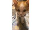 Adopt Ginger a Orange or Red Tabby / Mixed (medium coat) cat in High Point