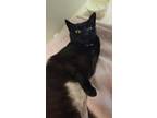 Adopt Widget a Domestic Shorthair / Mixed cat in Monterey, CA (41548386)