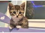 Adopt Primrose K1 Aka Daffy a Domestic Shorthair / Mixed cat in Sherwood