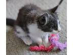 Adopt High Five a Domestic Mediumhair / Mixed cat in Sherwood, OR (41548382)
