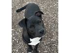 Adopt Doug a Black American Pit Bull Terrier / Labrador Retriever / Mixed dog in