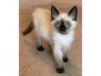 Adopt Blu a Cream or Ivory (Mostly) Siamese (medium coat) cat in Castro Valley