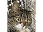 Adopt Mermaid a Domestic Shorthair / Mixed cat in Spokane Valley, WA (41548381)